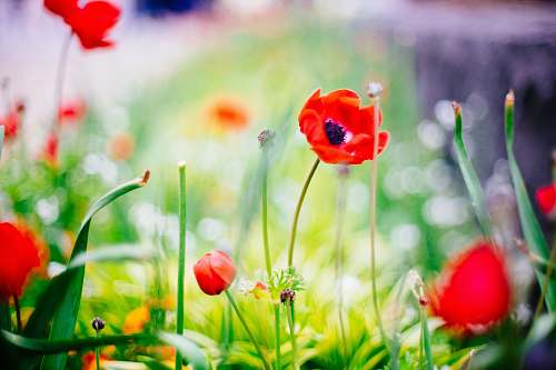 poppy selective focus photography of red petaled flower yokohama