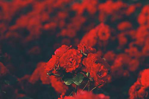 plant selective focus photography of red petaled flowers flora