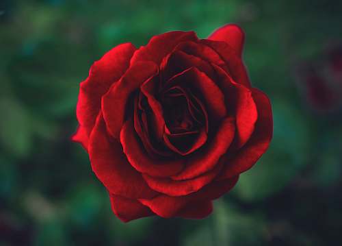 rose selective focus photography of red rose floweer blossom