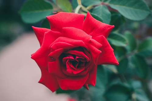 rose selective focus photography of red rose plant