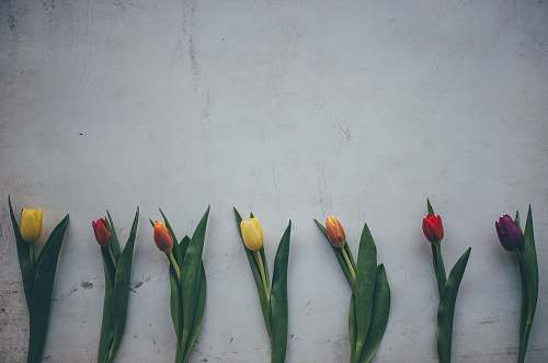 blossom seven tulip flowers tulip