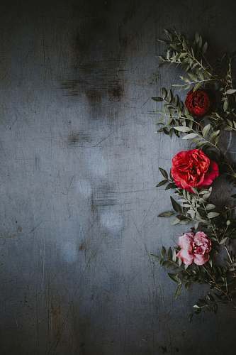 plant shallow focus photography of red and pink roses background