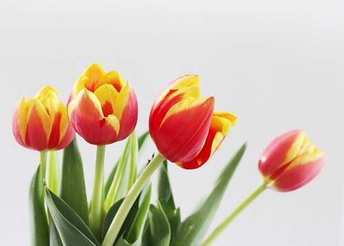 plant shallow focus photography of red and yellow flowers blossom