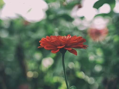 blossom shallow focus photography of red flower plant