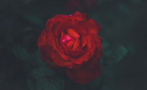 rose shallow focus photography of red rose human