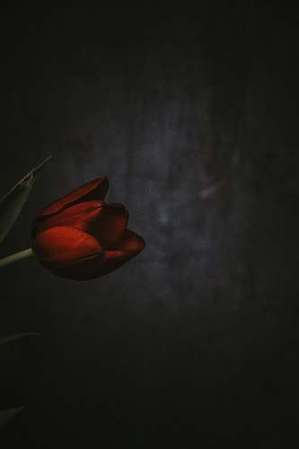 blossom shallow focus photography of red tulips bud