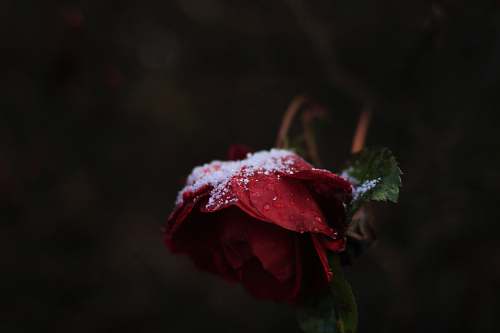 flora snow powders on red rose flower jar