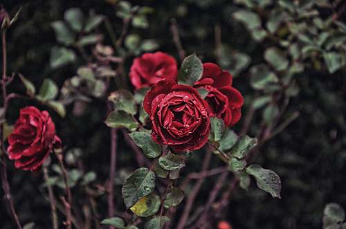 plant tilt lens photography red flowers rose