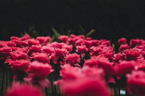 blossom tilt-shift photography of flowers carnation