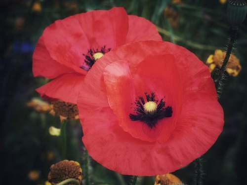plant two red petaled flowers blossom