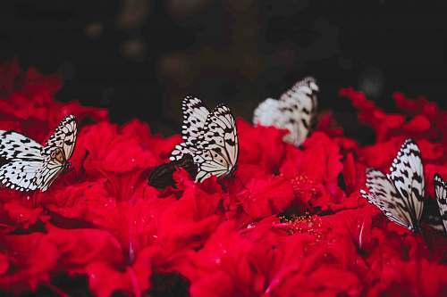 plant white butterflies standing of red flowers petal
