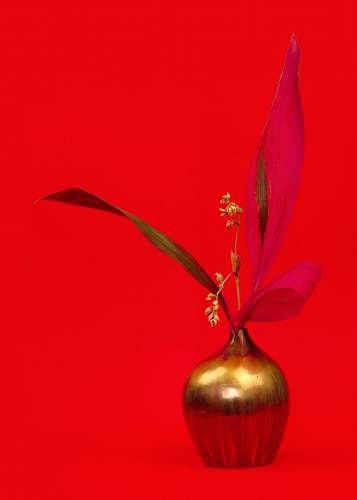 plant white flowers in gold vase vase