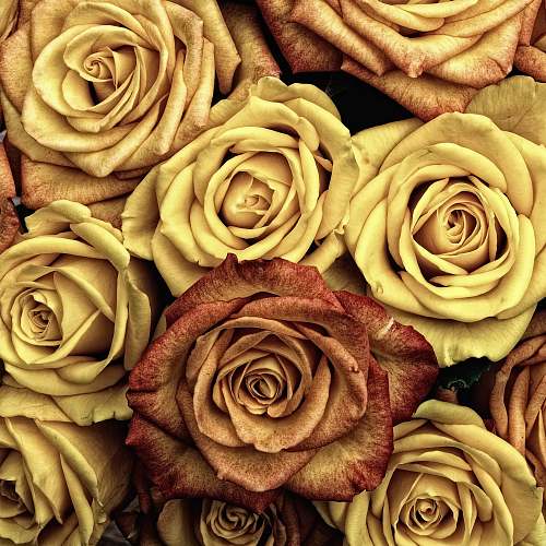 rose yellow and brown roses yellow