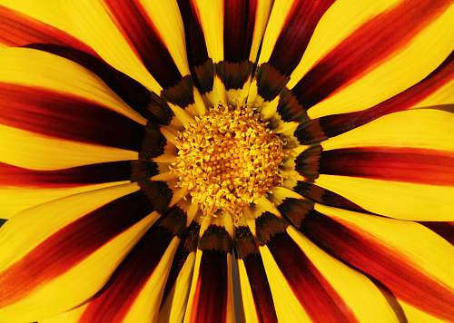 blossom yellow and red petaled flower macro photography flora