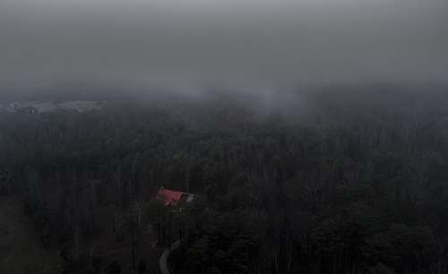 grey aerial photo of trees and house forest