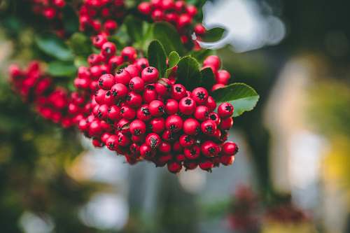 plant bunch of red berries flower