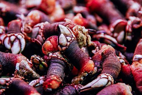 seafood closeup photo of brown animals claws bbq