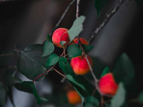plant round red fruit fruit