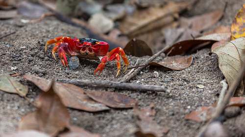 crab selective focus photography of red crab animal