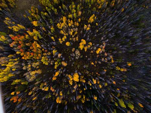 tree aerial view of forest green