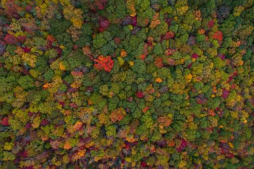 orange aerial view of green forest green