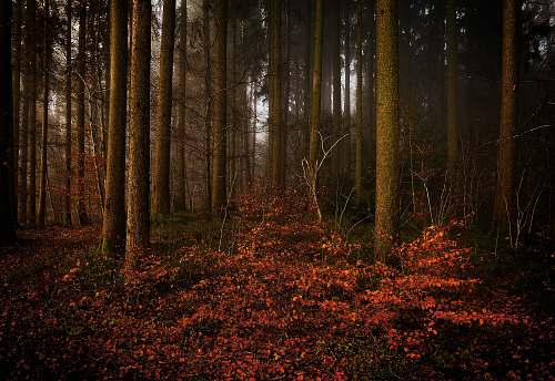 tree landscape photo of forest plant