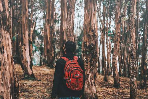 nature man looking on tree in forest ooty