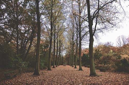nature path in the middle of trees tree