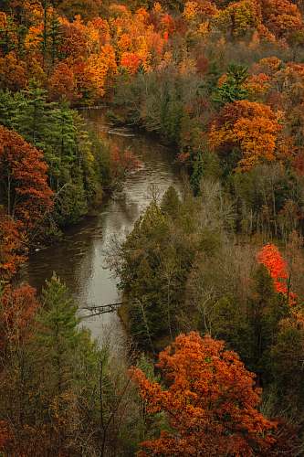river river at middle of brown and green leafed trees green