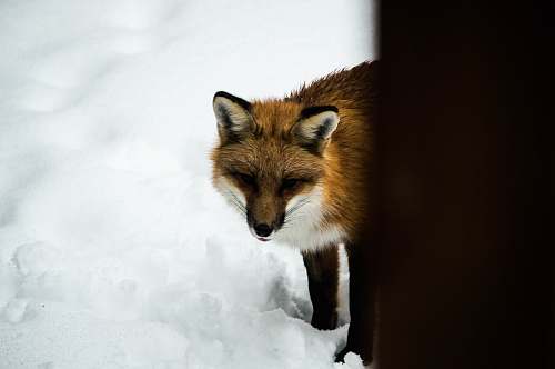 wildlife orange fox standing on snow during daytime animal