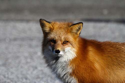wildlife red fox standing on floor animal