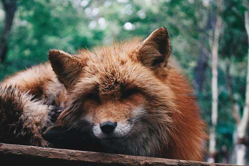 japan selective focus photography of brown fox canine