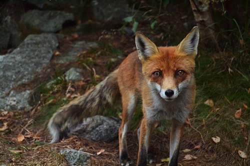 animal shallow focus photography of fox wild