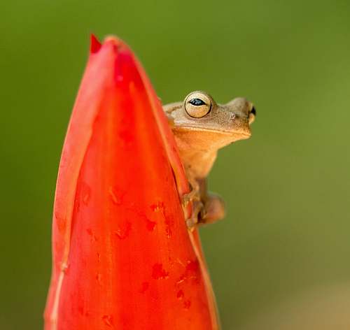 animal selective focus photography of brown frog on red plant amphibian