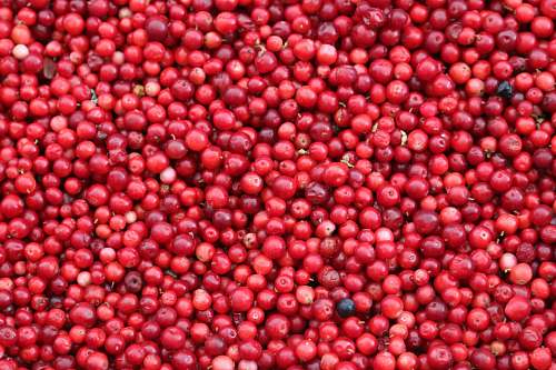 cherry Jamaican cherries red