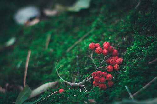 berry photo of red berries flora