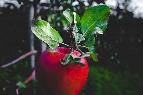 apple red apple fruit blur