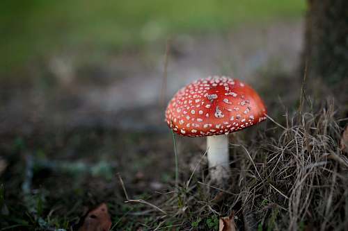 mushroom macro photography of red mushroom hanmer springs