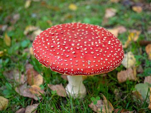 mushroom selective focus photography of red mushroom plant