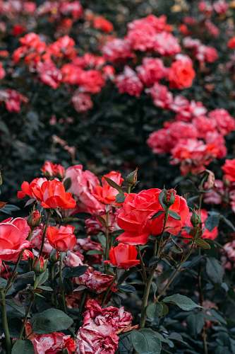 blossom red rose field flower