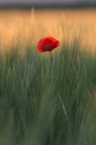 flower shallow focus photo of red flower poppy