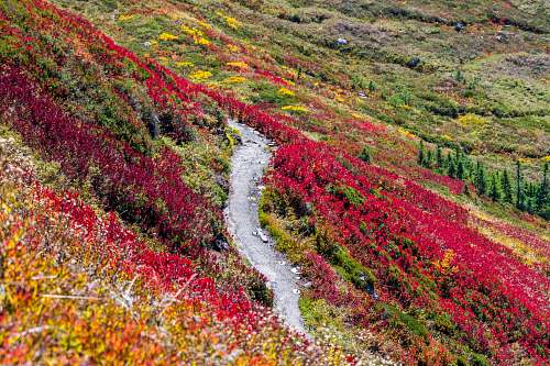 nature road in middle of red and yellow flower field trail