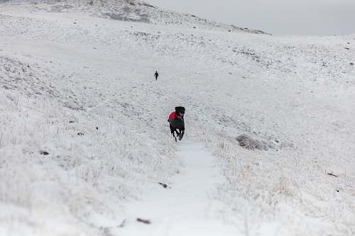 hiking black dog running on open field covered with snow at winter dof