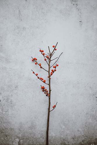 blossom red round fruit near wall flora