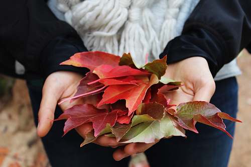 fall person holding red and green leaves autumn