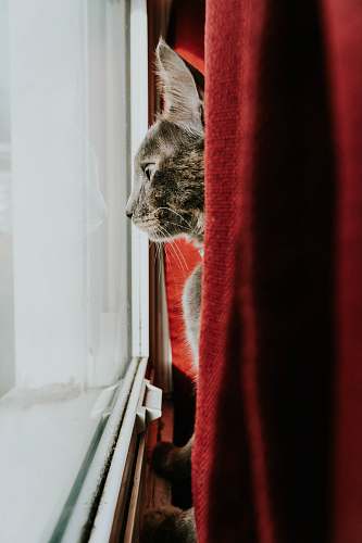 person brown tabby cat people
