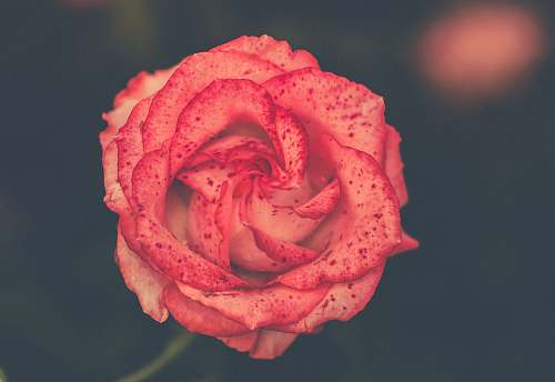 person closeup photo of red rose flower