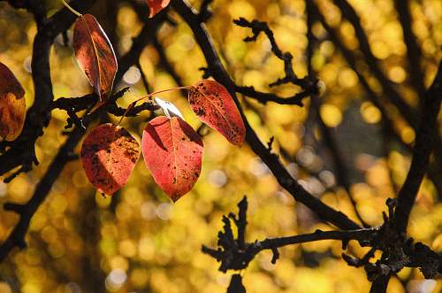 person macro shot of brown tree leaves leaves