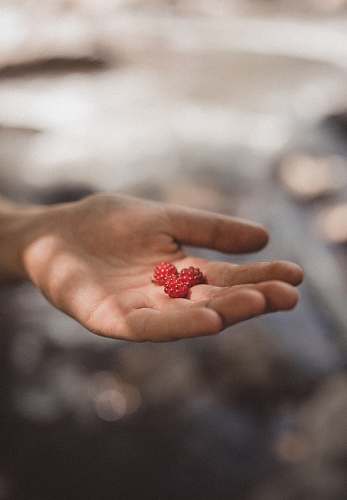 person person holding three red fruits in focus photography people