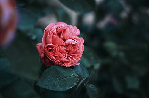 person selective focus photography of pink clustered flower flower